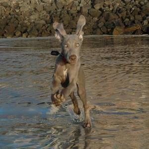 Meet your Posher, Corey